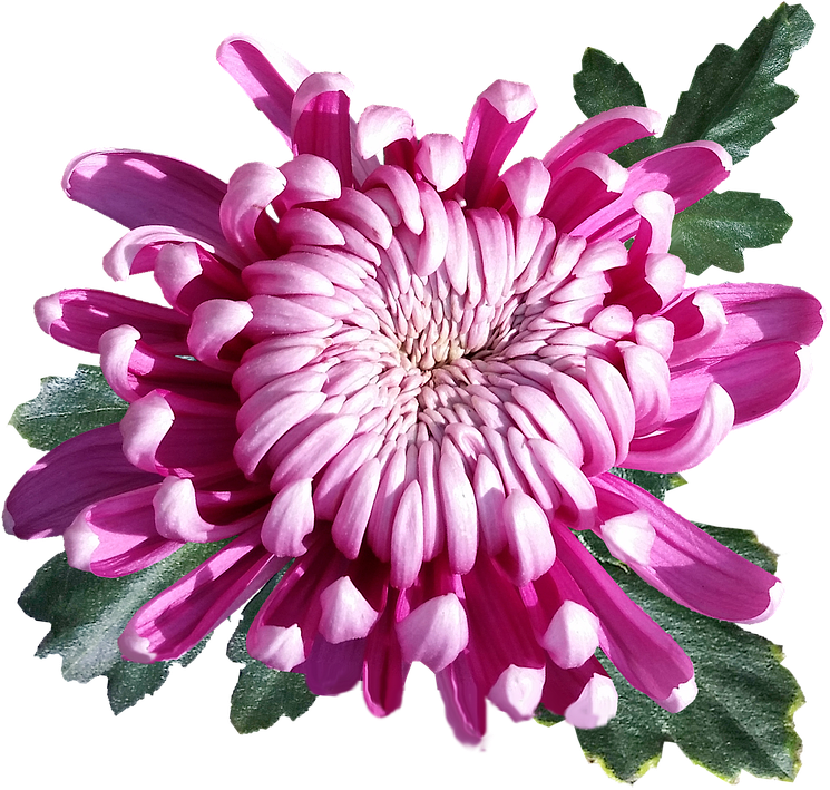 Krisan, bunga merah muda