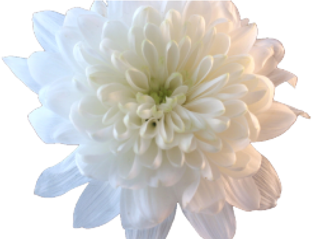 Krisan, bunga putih