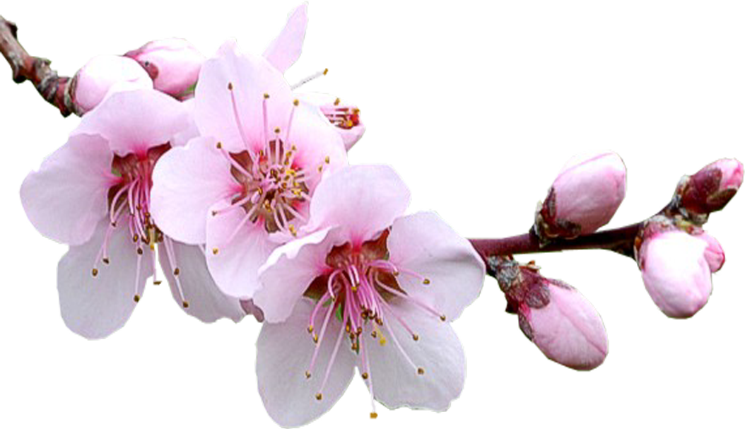 Bunga sakura