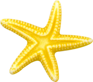 Bintang laut