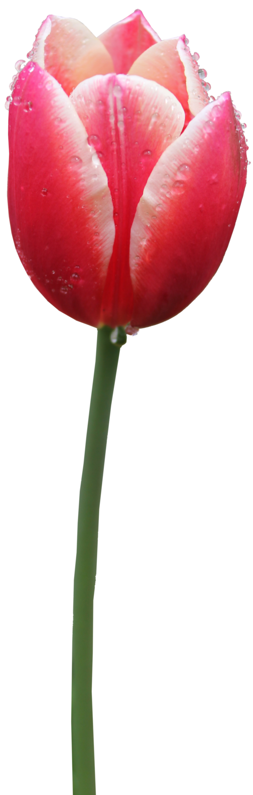 Bunga tulp